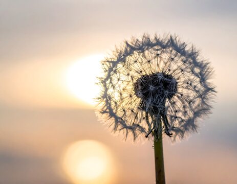 Close-up of dandelion seed head against a blurred sunset backdrop