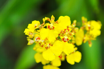 Fototapeta premium Dancing lady orchid, O flexuosum x O sphacelatum or Oncidium or Oncidium sp Goldiana or oncidium varicosum, Oncidium Variety Goldiana or orchidaceae