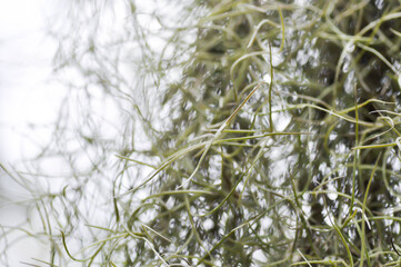 Tillandsia usneoides ,Spanish moss or BROMELIACEAE