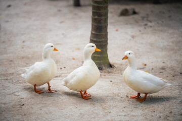 Three White Ducks Walking on Sandy Ground Beneath Trees in Natural Habitat During Daylight, Close-Up View of Birds in Peaceful Environment