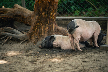 Two adorable pigs resting in a tranquil farmyard surrounded by lush greenery and a sturdy tree, showcasing peaceful rural life and nature connection