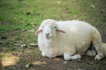 Close-Up of a Relaxed Sheep Resting on Green Grass in a Natural Environment with Soft Focus and Gentle Lighting Ideal for Nature Photography