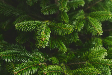 Closeup shot of spruce tree indoor, ready to be decorated as a christmas tree
