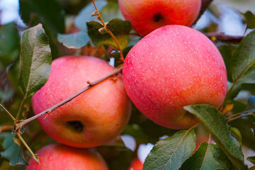 Close up of a red apple