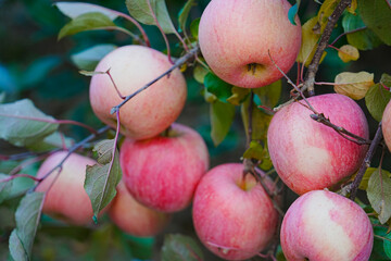 Close up of a red apple