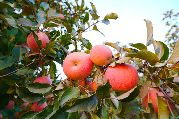 Close up of a red apple