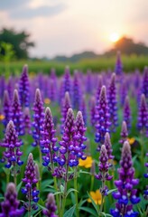 Obraz premium Vast field of vibrant purple salvia flowers under a summer sky, soft focus background, field, outdoor, growth