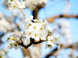 Pear flower in full bloom in spring