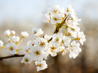 Pear flower in full bloom in spring