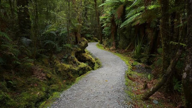 Pfad, Wald, moosbewachsenen, Riesenfarn, Sommer, Lake Matheson, Fox Glacier, S&uuml;dinsel, Neuseeland, Ozeanien