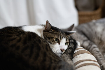 Naklejka premium 窓辺でくつろぐ猫 キジトラ白