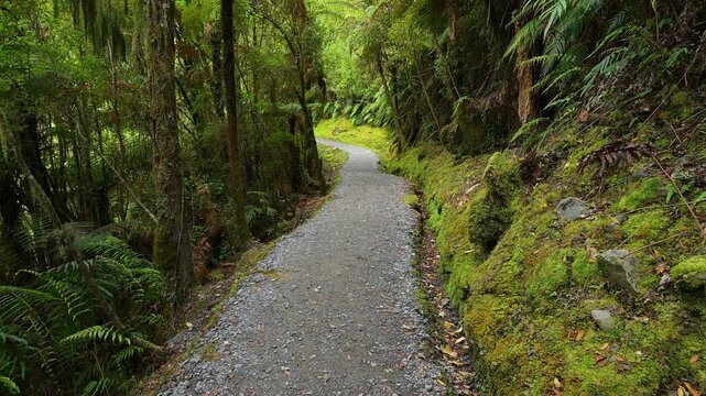 pfad, wald, moosbewachsenen, riesenfarn, sommer, lake matheson, fox glacier, s&uuml;dinsel, neuseeland, ozeanien, natur, baum, landschaft, gehen, landschaftidyll