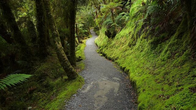 Pfad, Wald, moosbewachsenen, Riesenfarn, Sommer, Lake Matheson, Fox Glacier, S&uuml;dinsel, Neuseeland, Ozeanien