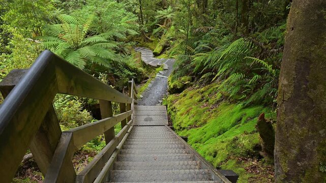 Holztreppe, Wald, moosbewachsenen, Riesenfarn, Sommer, Lake Matheson, Fox Glacier, S&uuml;dinsel, Neuseeland, Ozeanien