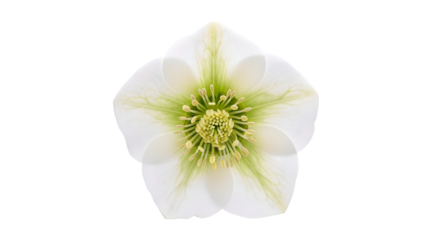 Single delicate white hellebore flower with green center isolated on transparent background