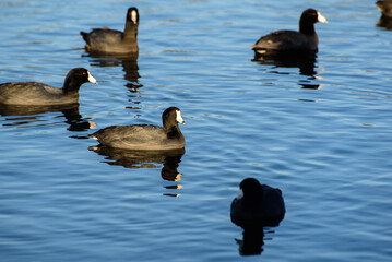 American Coots Swimming on Blue Lake Water in Morning Light, El Dorado Park