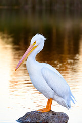 American White Pelican Standing on Rock in Evening Light, El Dorado Park, Long Beach, California