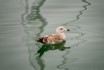 Juvenile Gull Floating on Calm Water Amid Reflections, Shoreline Village, Long Beach, California