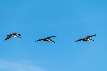 Three Brown Pelicans Flying in Formation Against a Clear Blue Sky at Bolsa Chica Wetlands