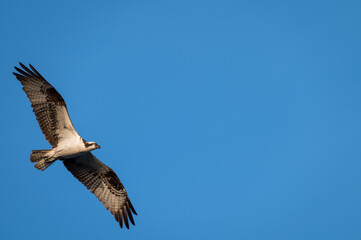 Osprey in Flight Against Clear Blue Sky