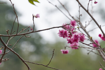 Cherry Blossoms on Branch with Soft Background and Copy Space, Minimal Floral Banner for Design Use
