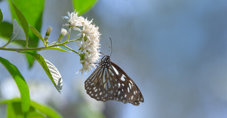 Blue Tiger (Tirumala limniace limniace) Butterfly Feeding on Small Blossoms with Copy Space, Tranquil Ecology Banner
