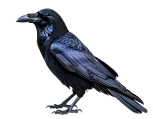 Raven bird portrait isolated on white background, transparent PNG