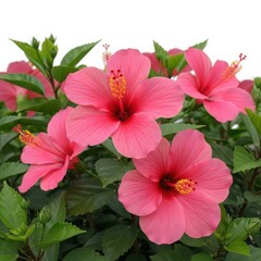 Vibrant pink hibiscus flowers in bloom, lush green foliage
