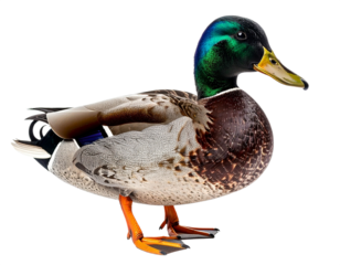 Mallard duck isolated on white background, transparent PNG