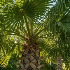 Tropical palm tree fronds and trunk bathed in bright sunlight