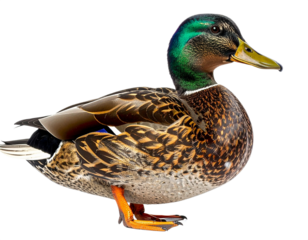 Mallard duck isolated on white background, transparent PNG