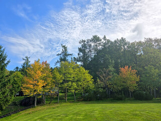 Obraz premium The colorful foliage and lush green grass create a picturesque landscape under a beautiful sky