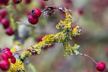 A branch covered with yellow-green mold in the forest.