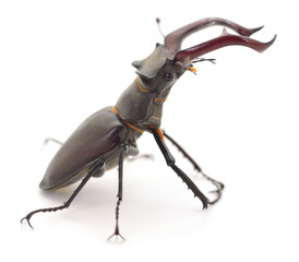 Stag beetle isolated on white background