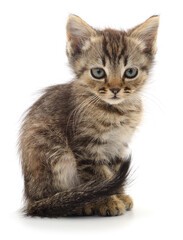Cute tabby kitten isolated on white background