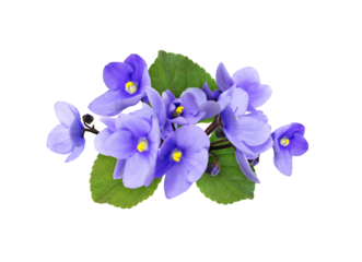 Blue violet flowers in a floral arrangement isolated on white or transparent background