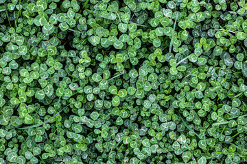 A carpet of green clover with raindrops.