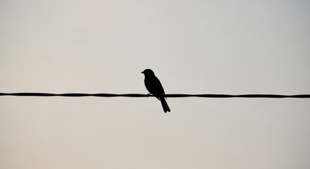 A black bird perched on a wire against a muted sky.