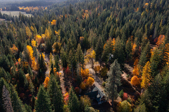 Aerial drone top down picture of colorful fall forest with bright yellow and orange trees near Trout Lake, Washington State, USA. Late autumn landscape great for print and backdrops