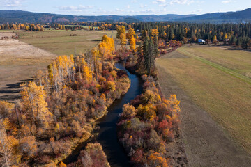 Aerial drone picture of orange and yellow autumn trees along a small winding river in Trout Lake area, Washington State, USA. Scenic fall landscape in morning light surrounded by evergreen forest	
