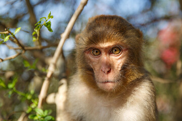 Close-up portrait of a wild monkey in natural habitat with blurred background.