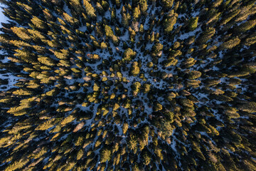 Aerial drone picture of evergreen forest covered with patches of snow at sunset in PNW -Washington State, USA. Top down view of pine trees perfect scenic background for nature or travel lovers
