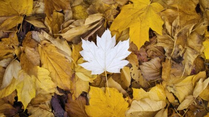 Colorful autumn leaves cover the ground in yellow orange and brown hues with one distinct white maple leaf standing out 