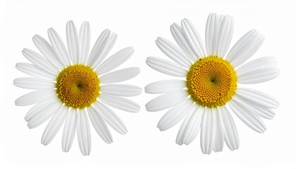 Obraz premium Daisy flower isolated with hand made clipping path against white background 