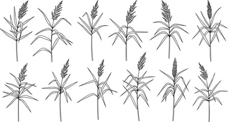 Collection of hand-drawn wild grass plant illustrations featuring botanical reed stems, detailed sketch line art for nature design and creative projects