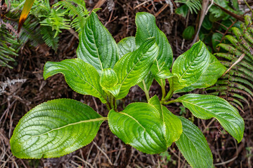Obraz premium Hydrangea arguta, Broussaisia arguta, the kanawao, is a species of perennial flowering plant in the Hydrangea family, Hydrangeaceae. Poamoho Trail, Wahiawa, Honolulu, Oahu, Hawaii. Koʻolau Range