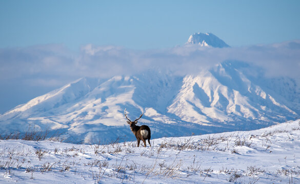 A winter landscape with the majestic Mount Rishiri and Ezo deer