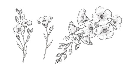 Elegant floral collection featuring gladiolus, flax, and hydrangea isolated on white background for delicate designs and artistic projects