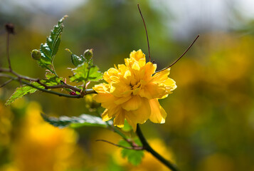 yellow flower