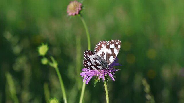 melanargia galathea the marbled white butterfly on a scabiosa blossom